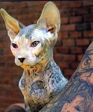 Tattooed cat