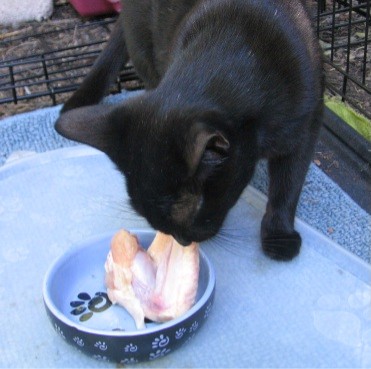 Cat eating a chicken wing