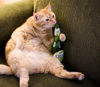 Cat with a beer