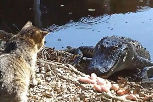 Cat and alligator